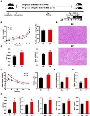 A high-fat diet disrupts the hepatic and adipose circadian rhythms and modulates the diurnal rhythm of gut microbiota-derived short-chain fatty acids in gestational mice